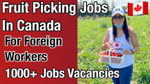 My Logo : Fruit Packaging Jobs in Canada